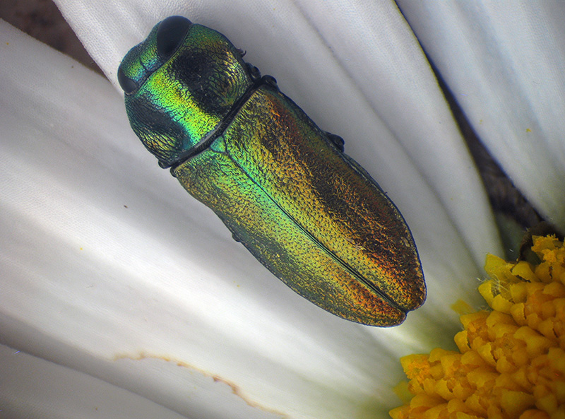 Buprestidae: maschio di Anthaxia thalassophila